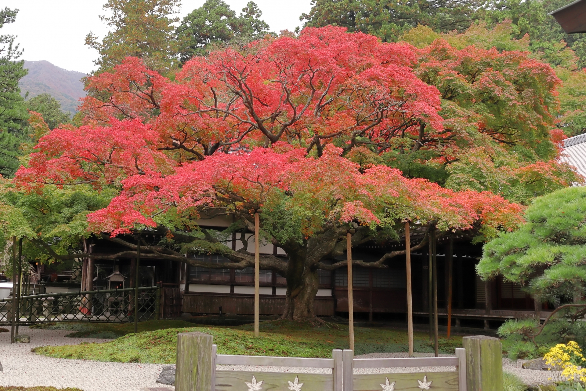 雷山千如寺の大楓